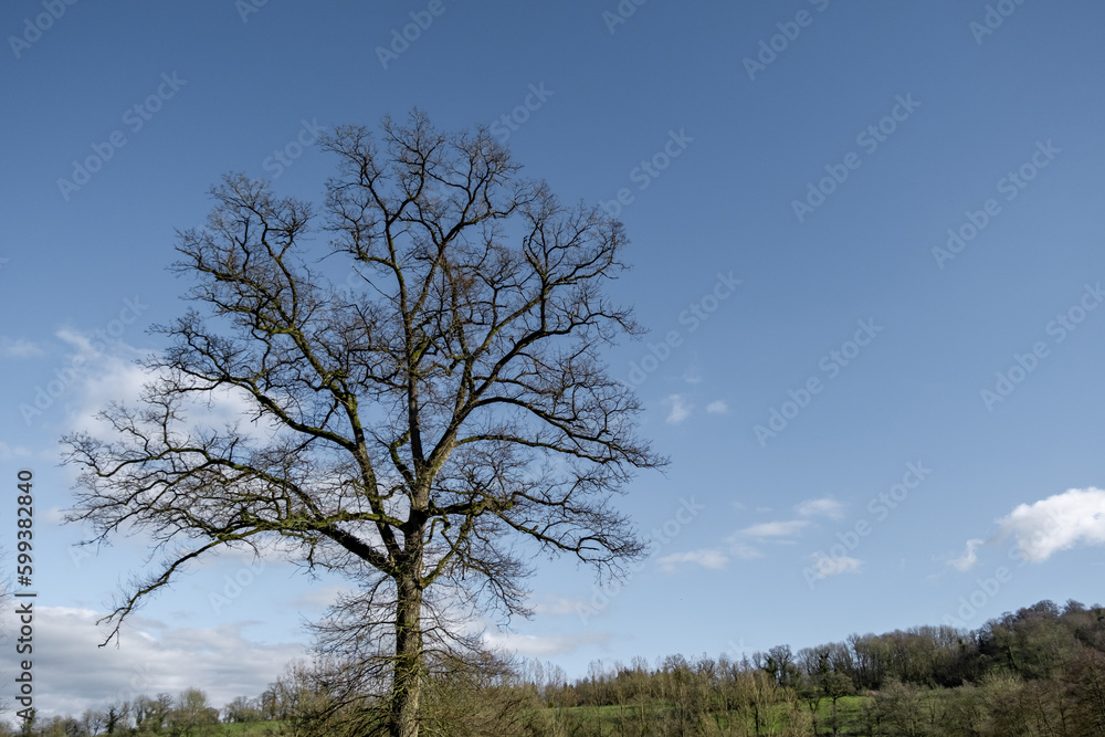 freestanding dry tree against the sky. Ecology concept, environmental protection. Place for text. freestanding dry tree against the sky. Ecology concept, environmental protection. Place for text.