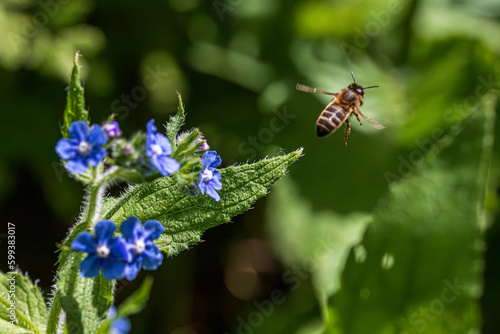 Wallpaper Mural bee on a flower Torontodigital.ca