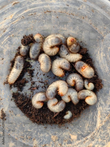 
White chafer grub against the background of the soil. Larva of the May beetle. Agricultural pest photo