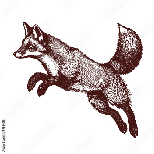 jumping fox vintage sketch