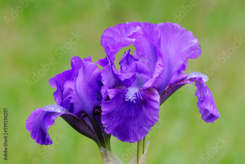 Dwarf Iris pumila flower in ornamental garden. Beautiful purple petals. Blurred natural green background