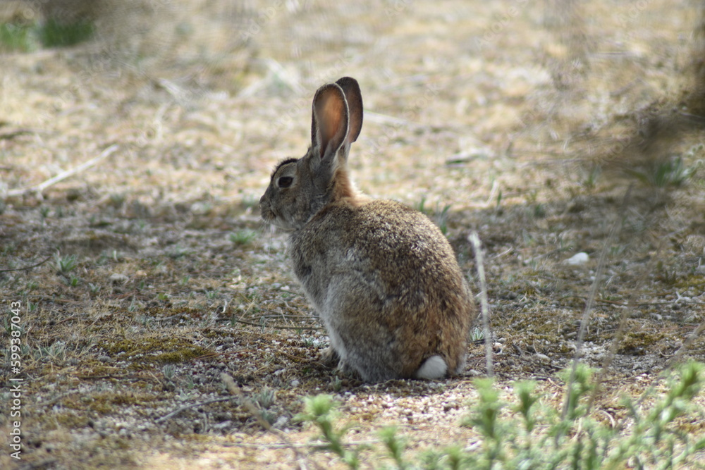 A wild rabbit sitting quietly in the middle of the meadow A wild rabbit sitting quietly in the middle of the meadow