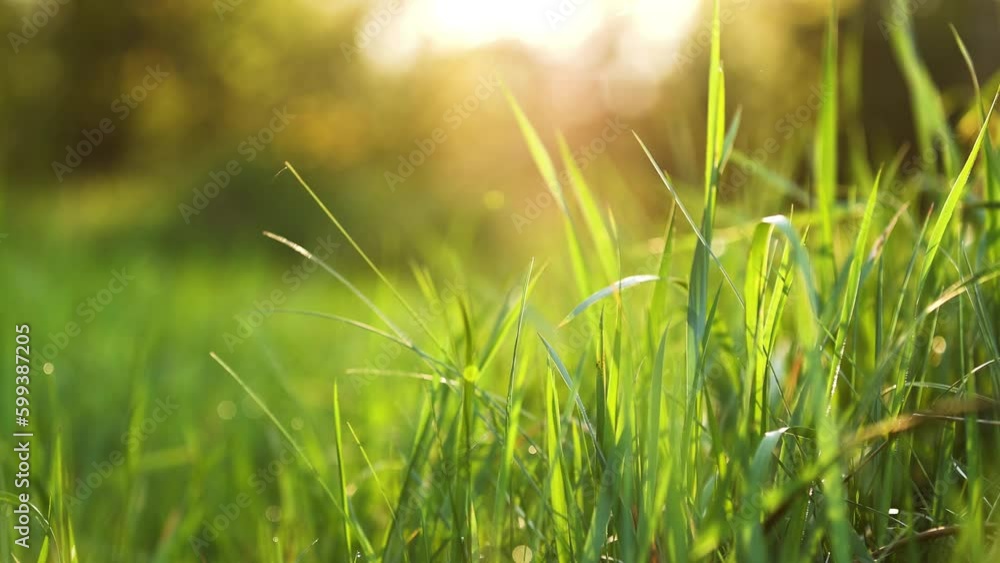 Fresh spring grass in the sun. Natural background Fresh spring grass in the sun. Natural background