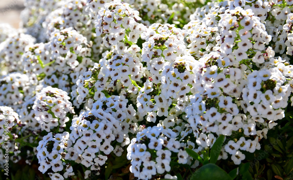 Sweet alyssum maritimum or Lobularia maritima white flowers with scent of honey.Alison blossoming in garden.Floral background.Selective focus. Sweet alyssum maritimum or Lobularia maritima white flowers with scent of honey.Alison blossoming in garden.Floral background.Selective focus.