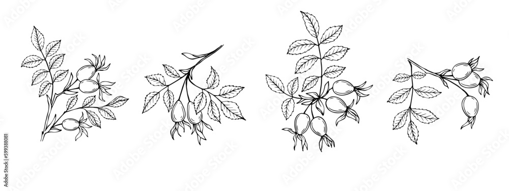 Fototapeta premium Rosehip branch sketch set with berries.Vector graphics.