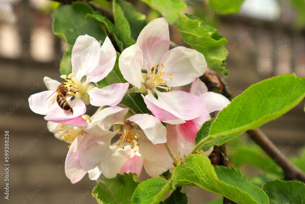 Close up view of pink blooming apple tree in spring time with bee Close up view of pink blooming apple tree in spring time with bee
