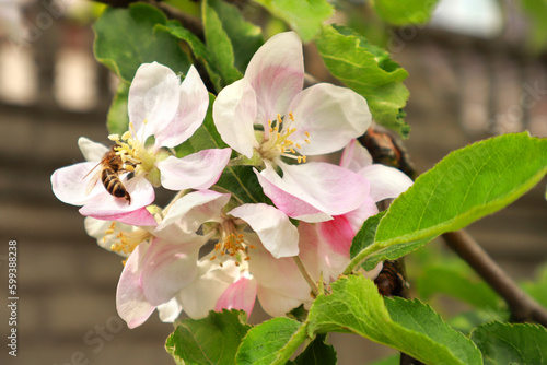 Close up view of pink blooming apple tree in spring time with bee