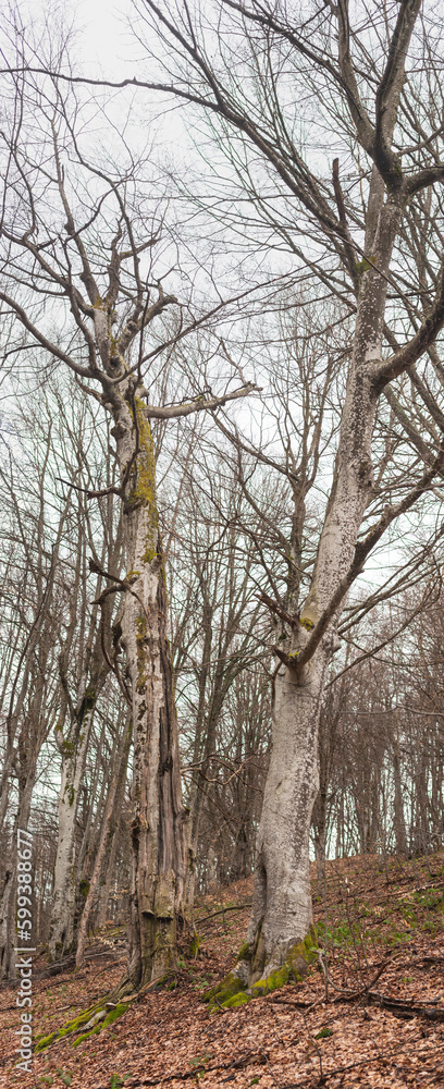 Fototapeta premium Old beech tree forest on mountain slope in early spring