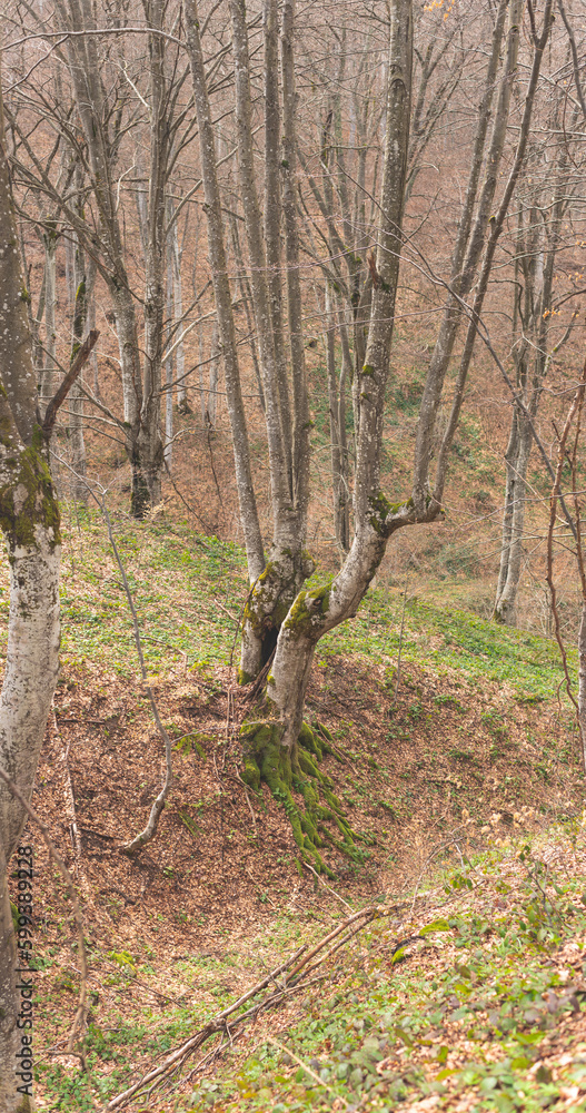 Old beech tree forest on mountain slope in early spring Old beech tree forest on mountain slope in early spring