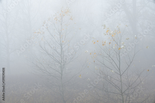 Oszronione drzewa z żółtymi liśćmi we mgle późną jesienią