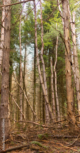 Old pine forest on mountain slope in early spring