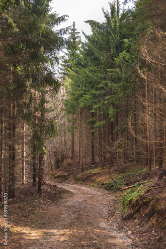 Old pine forest on mountain slope in early spring