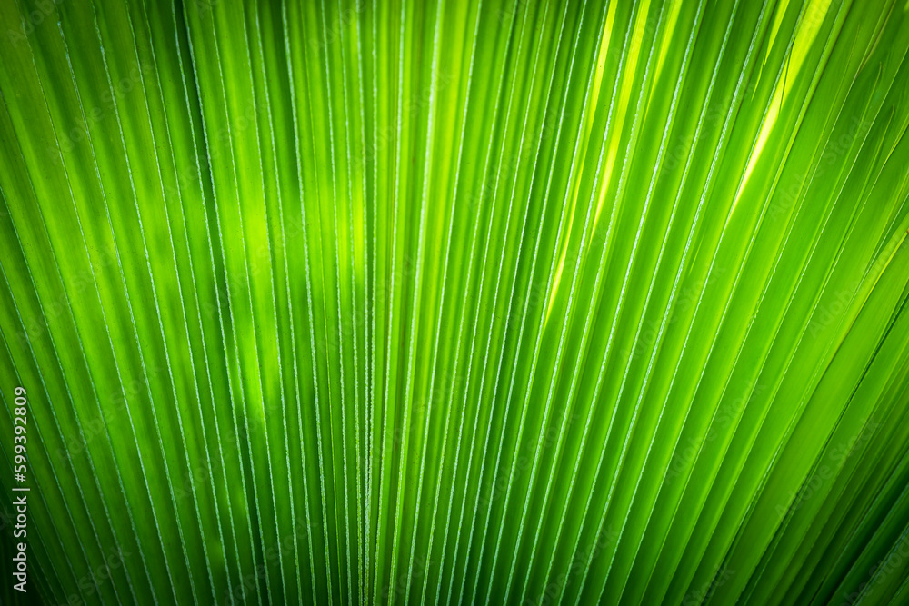 Obraz premium Close up of a Guadalupe Palm Leaf in Grand Cayman