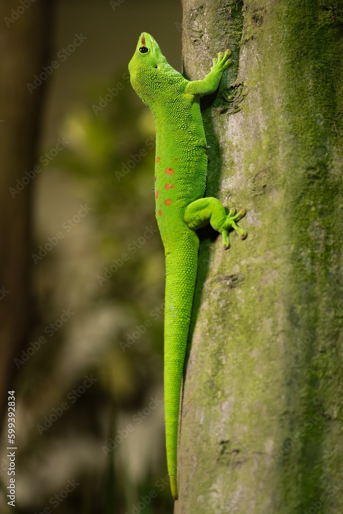 madagaskar giont day gecko madagaskar giont day gecko