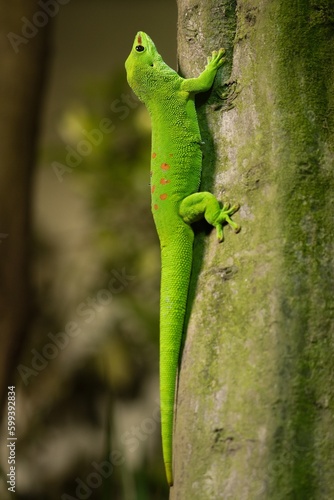 madagaskar giont day gecko