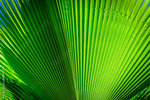 Close up of a Guadalupe Palm Leaf in Grand Cayman