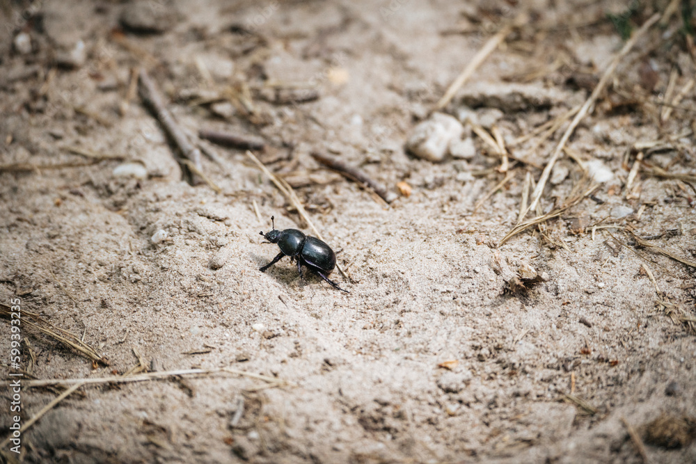 dung beetle crawling trough the sand 
