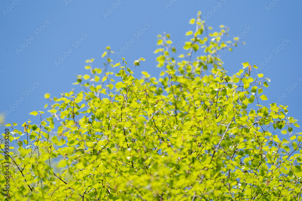 fresh green spring birch tree blue sky green leaves fresh green spring birch tree blue sky green leaves