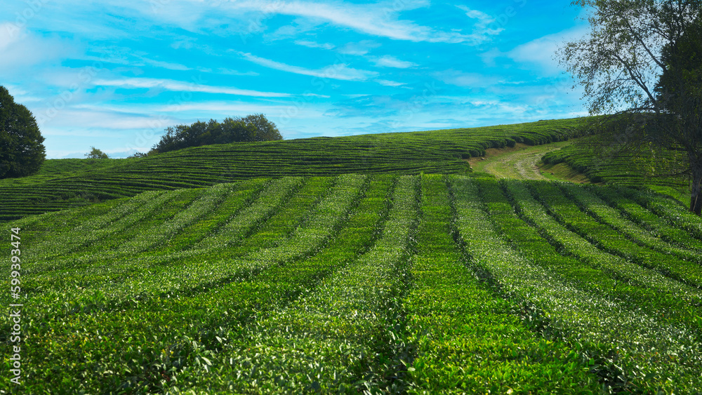 A picturesque view of a tea plantation with alternating rows of green and silvery green tea.