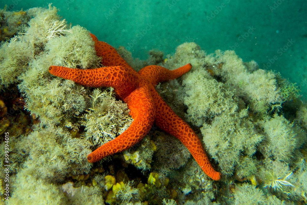 Estrella de mar. Echinaster sepositus. Estrella de mar. Echinaster sepositus.