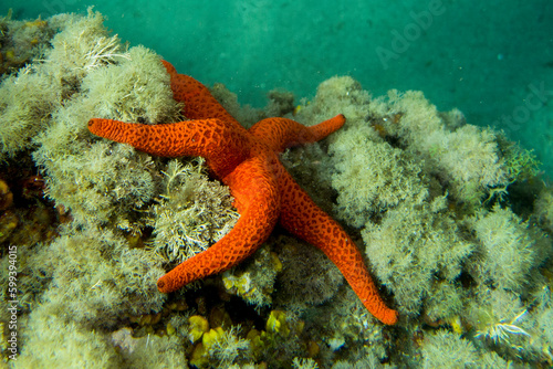 Estrella de mar. Echinaster sepositus.