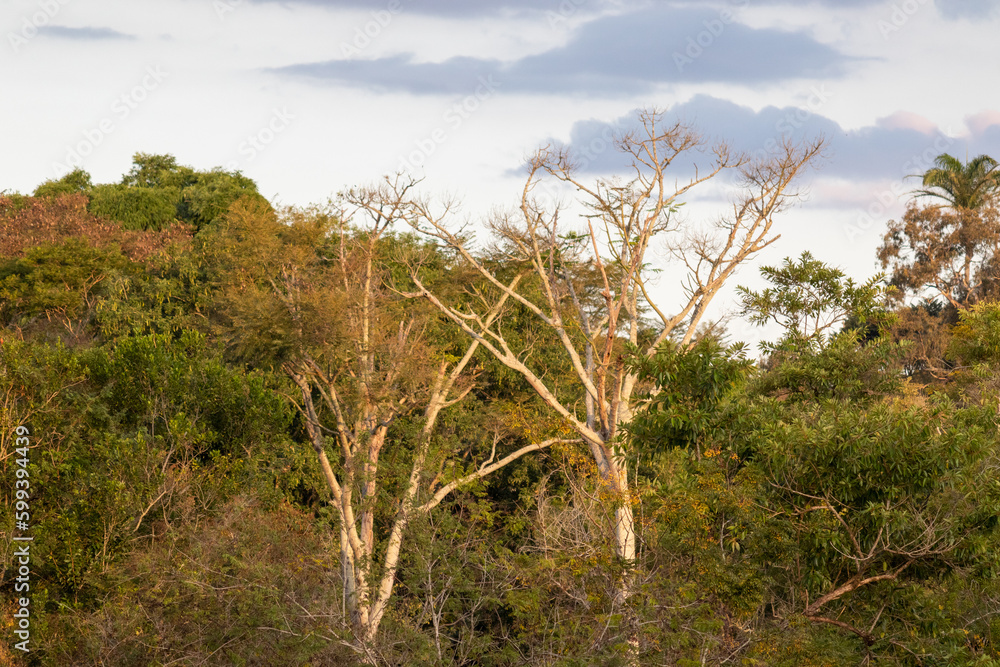 Image taken at the Roberto Burle Marx City Park in São José dos Campos, São Paulo, Brazil.	