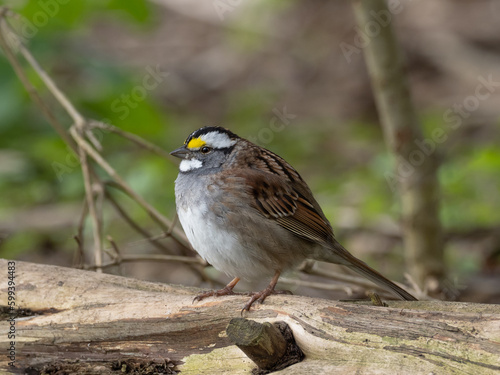 Close up of an adult White-throated Sparrow fluffed up and in fresh spring plumage