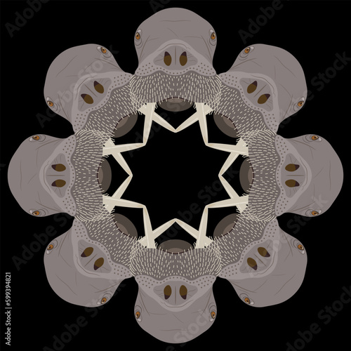Round animal mandala of frame with walrus heads. Odobenus rosmarus. On black background.