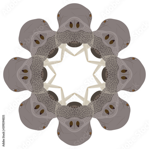 Round animal mandala of frame with walrus heads. Odobenus rosmarus. 