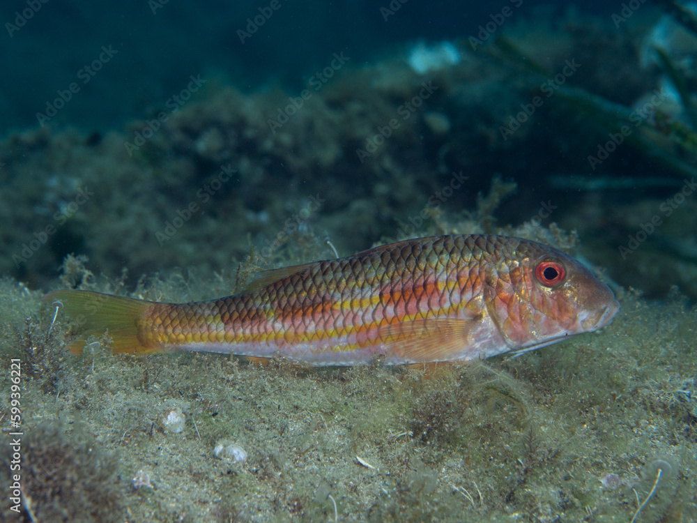 Naklejka premium Salmonete. Mullus surmuletus.