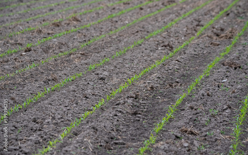 Corn emerging in the field. Small corn plants, saturated green in color. Moist and fertile soil in the field.