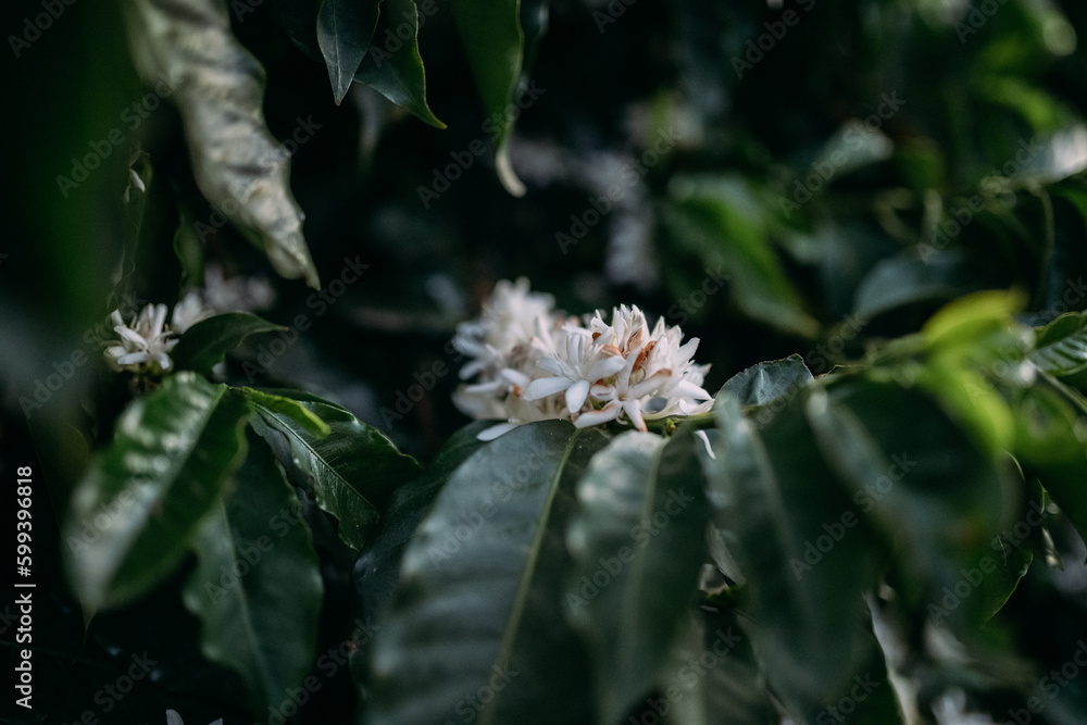 Obraz premium Kaffeepflanze