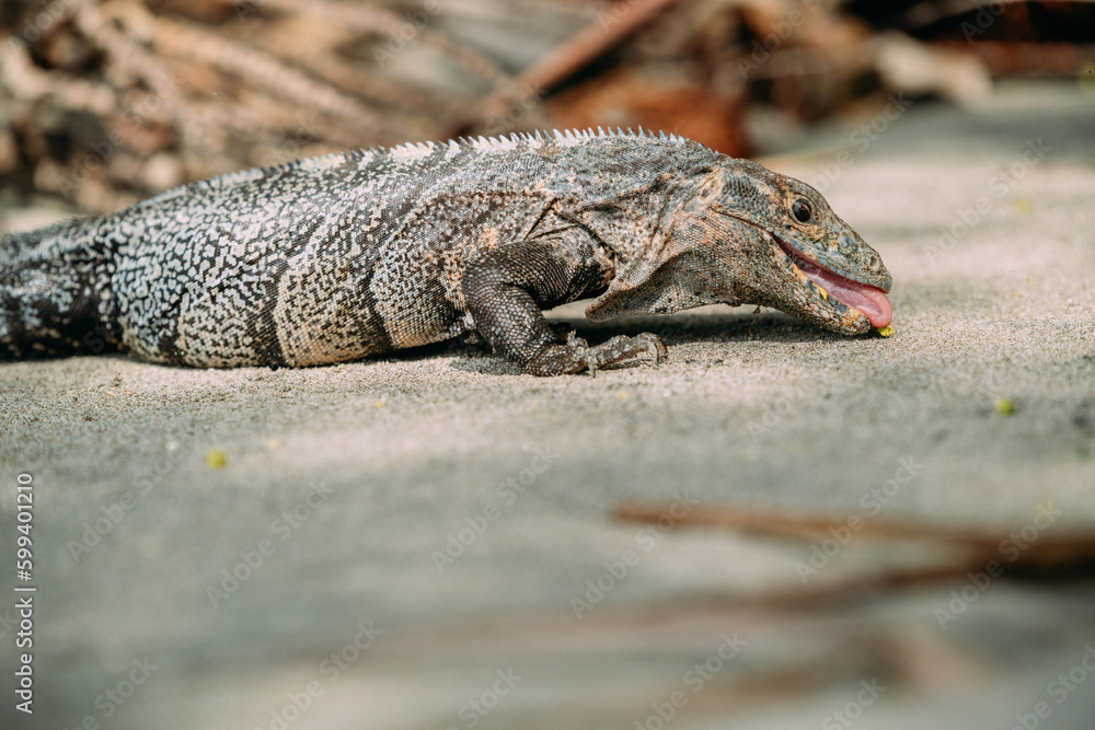 Fototapeta premium Schwarzleguan