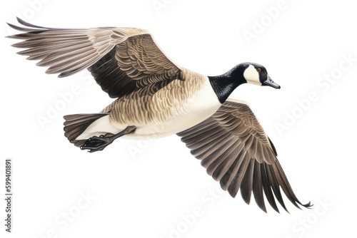 an isolated Canadian Goose in flight, migration, sport hunting, wetlands, preservation, Wildlife-themed, photorealistic illustration on a transparent background cutout in PNG. Generative AI