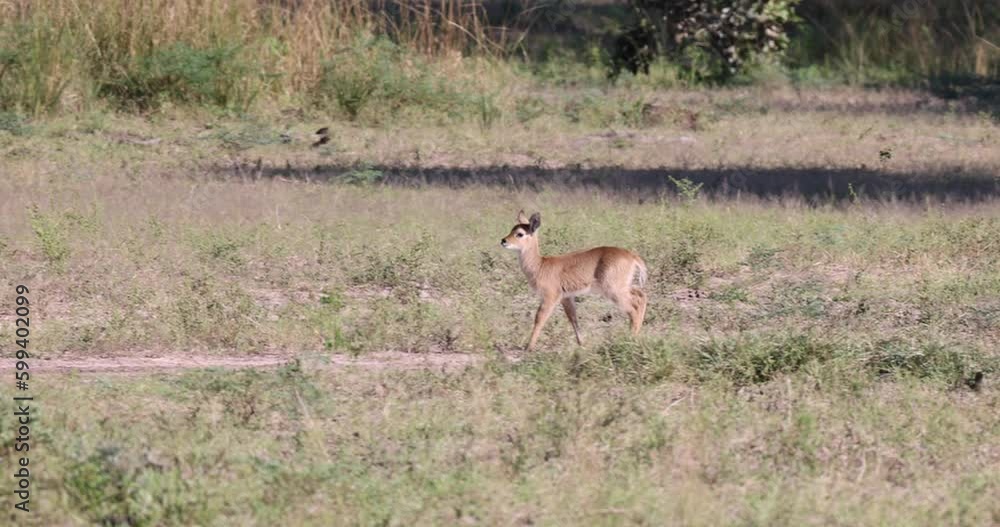 Puku fawn foraging for food in natural African bushland habitat Puku fawn foraging for food in natural African bushland habitat