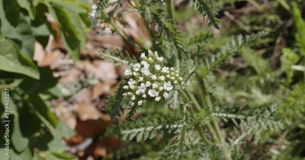 Herbal Medicine Yarrow flowers blooming in the homestead garden. Tiny white edible natural flowers for herbal tea. Part of a plant based lifestyle. Herbal Medicine Yarrow flowers blooming in the homestead garden. Tiny white edible natural flowers for herbal tea. Part of a plant based lifestyle.