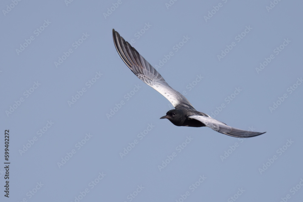Obraz premium The white-winged tern, or white-winged black tern (Chlidonias leucopterus or Chlidonias leucoptera), is a species of tern in the family Laridae.