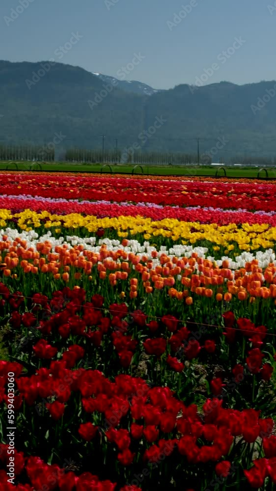 Tulips Colorful blooming flowers on plantation farm field at sunny spring day with mountains and highway on background. vertical video British Columbia Canada ABBOTSFORD TULIP FESTIVAL 2023 Tulips Colorful blooming flowers on plantation farm field at sunny spring day with mountains and highway on background. vertical video British Columbia Canada ABBOTSFORD TULIP FESTIVAL 2023