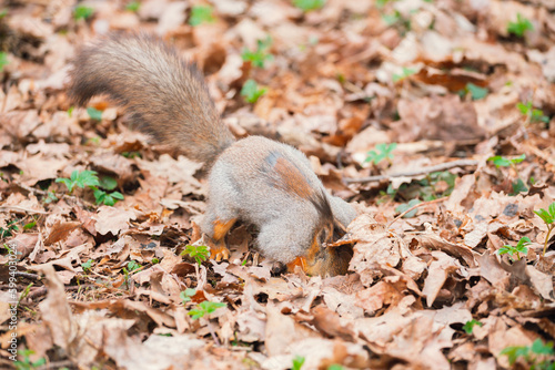 A squirrel with a fluffy tail in a spring park in search of nuts. Animals in the city park.