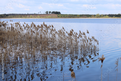 The springtide flooded the reeds on the forest lake.
