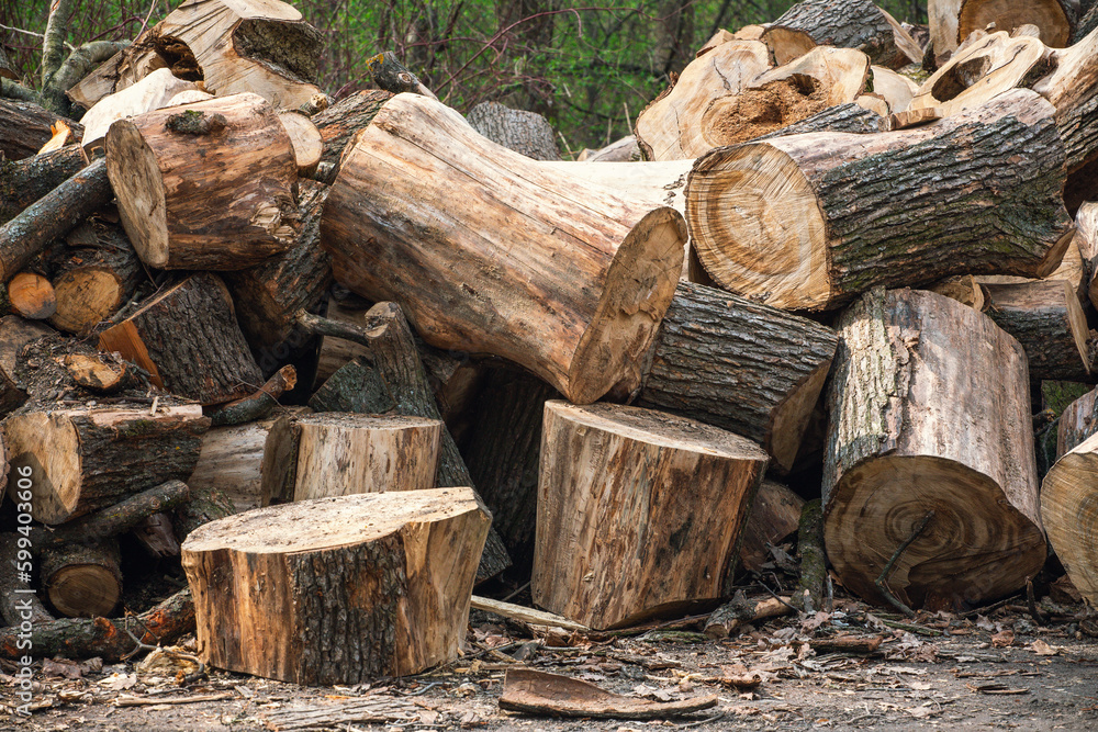 A stack of firewood. Sawn tree trunks lie chaotically on the ground in a spring park. A stack of firewood. Sawn tree trunks lie chaotically on the ground in a spring park.