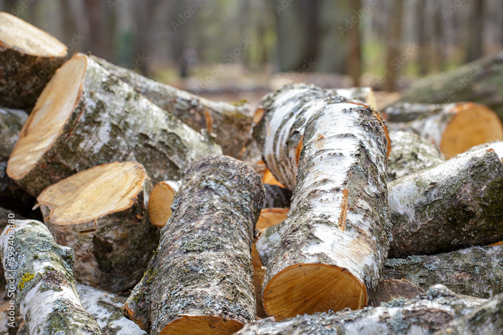 A stack of birch firewood. The sawn trunks of birch trees lie chaotically on the ground in the spring park.