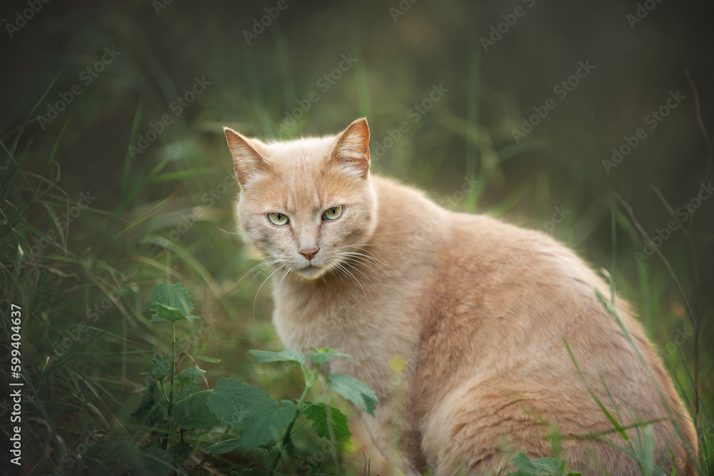 Gorgeous noble red cat. Ginger Stray cat sitting outdoors in Greece. Scared big cat in the forest Gorgeous noble red cat. Ginger Stray cat sitting outdoors in Greece. Scared big cat in the forest