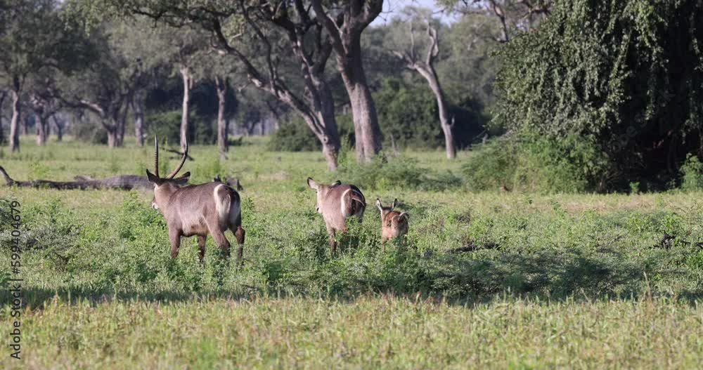 Waterbuck grazing in long grass in natural African habitat Waterbuck grazing in long grass in natural African habitat