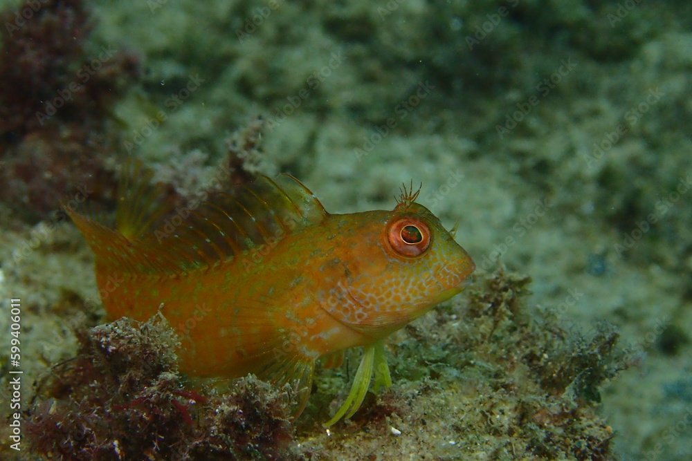 Moma con librea amarilla. Parablennius pilicornis. Moma con librea amarilla. Parablennius pilicornis.