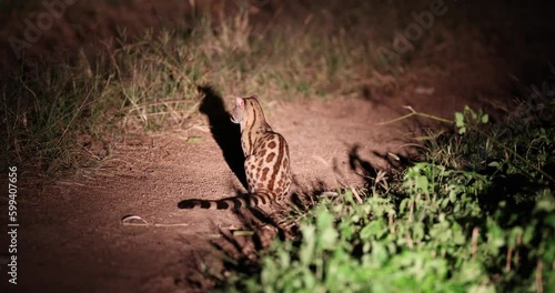 Rare sighting of a Genet seen under flashlight in natural African habitat  photo