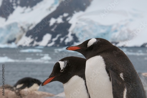 Gentoo penguins in Antarctica  closeup