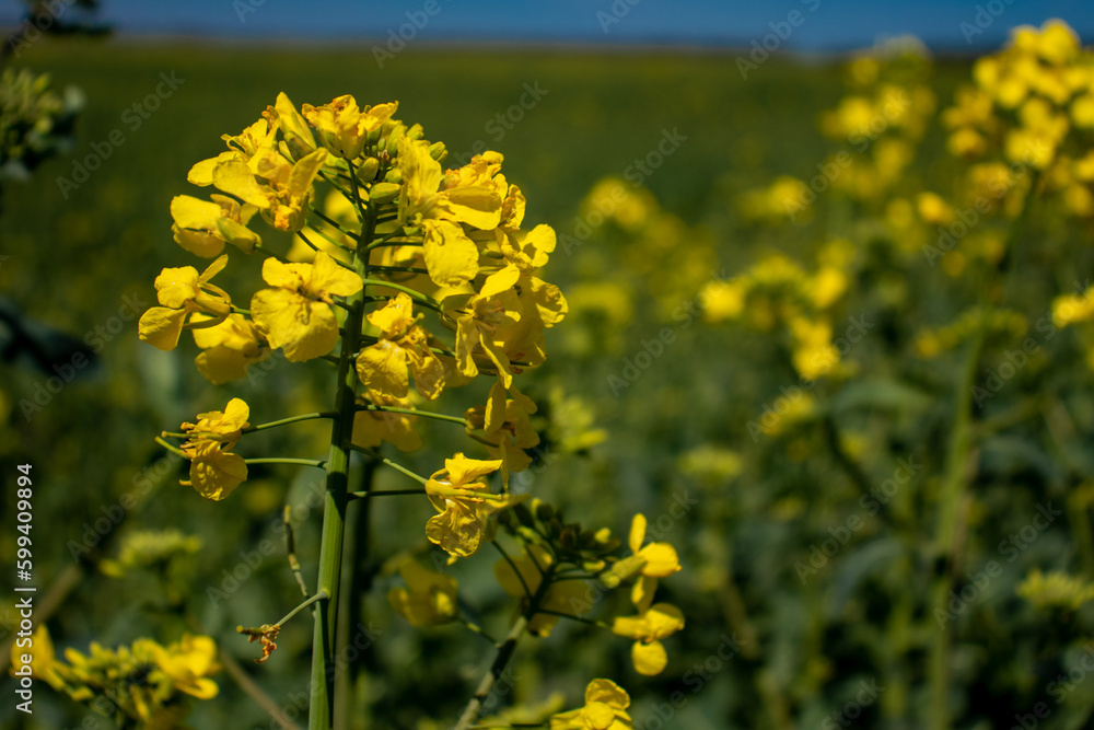 field of yellow canola flowers
