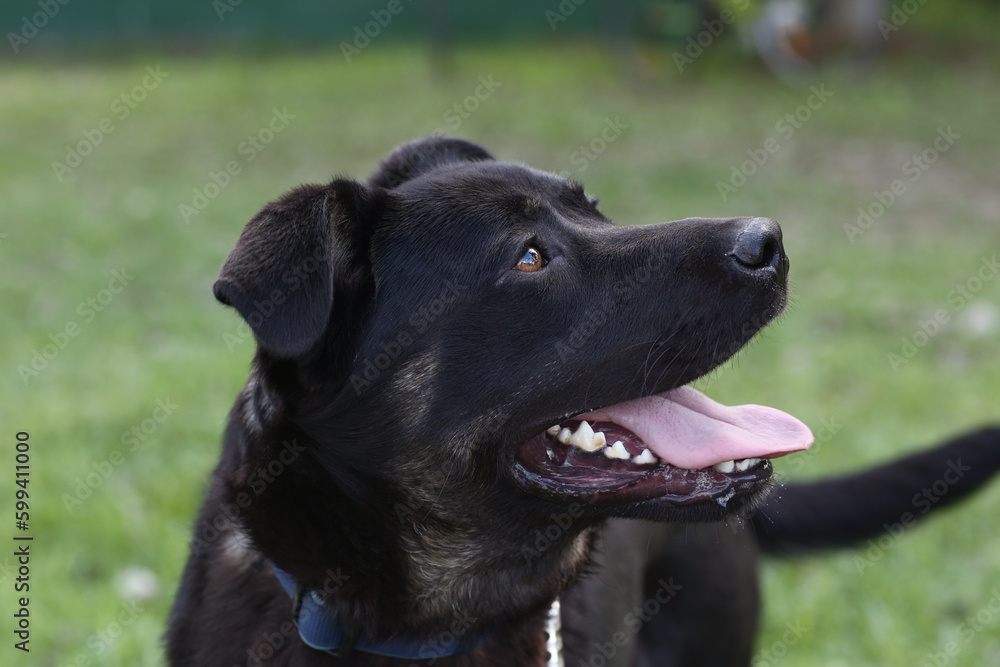 black dog closeup portrait on green grass background