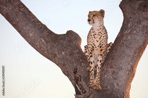 Gepard auf Baum / Cheetah in tree / Acinonyx jubatus